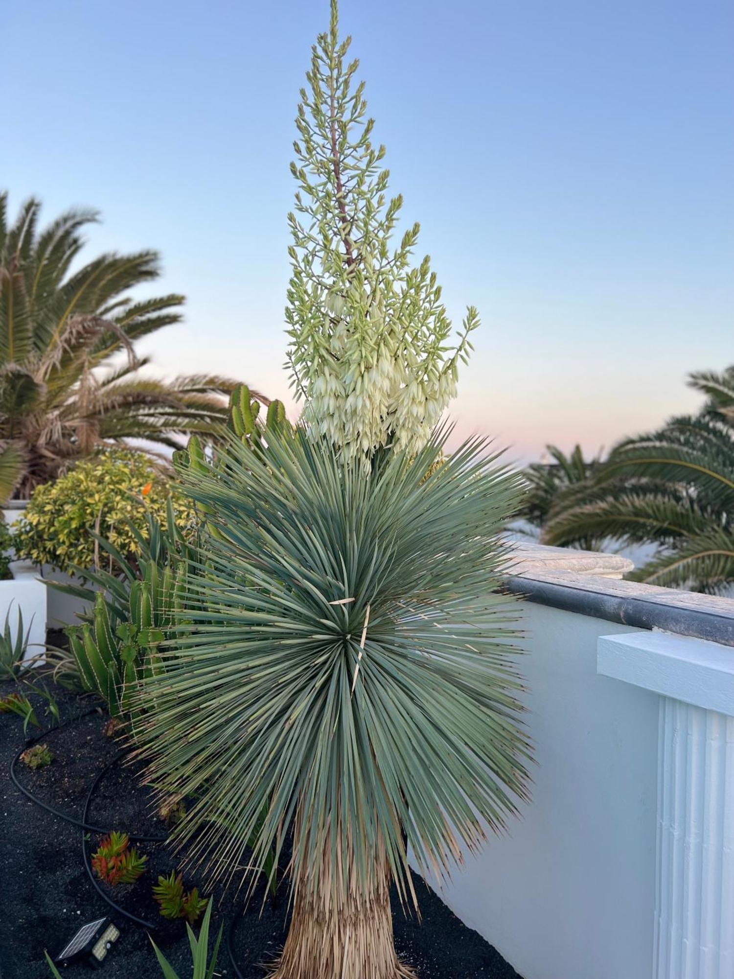 Oasis De Lujo - Luxury Boutique Villa Costa Teguise Eksteriør billede